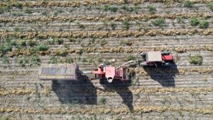Nevşehir'de fasulyeye yönelen çiftçinin yüzü güldü