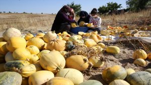 Nevşehir kabak çekirdeğiyle ekonomiye 500 milyon lira katkı sağladı