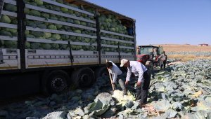 Niğde'de lahana hasadına başlandı