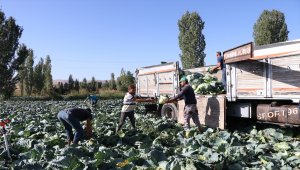 Niğde'de lahanadaki verim ve kalite çiftçiyi sevindirdi