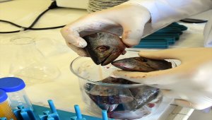 Palamut ve alabalık atıklarını protein tozuna dönüştürdüler 