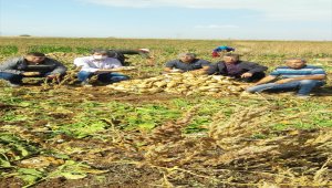 Pancar üreticisi ürünün alım fiyatının açıklanmasını bekliyor