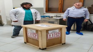 Şampiyonların tayları Katar'da boy gösterecek