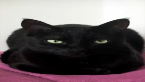 Saraylardan sokaklara "kara" talihli kediler