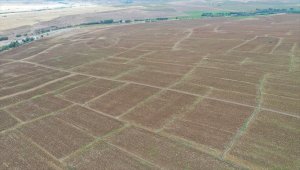 Sivas'ta 2 bin dönümlük arazide ayçiçeği hasadı yapıldı 