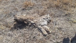 Sivas'ta av tüfeğiyle öldürülmüş vaşak bulundu
