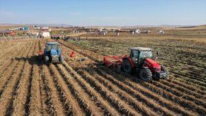 Sivas'ta mor patates ve şeker pancarı hasadı yapıldı 