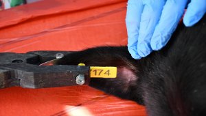 Sivas'ta "sarı tasmalı" sokak hayvanları insanlarla iç içe yaşıyor 