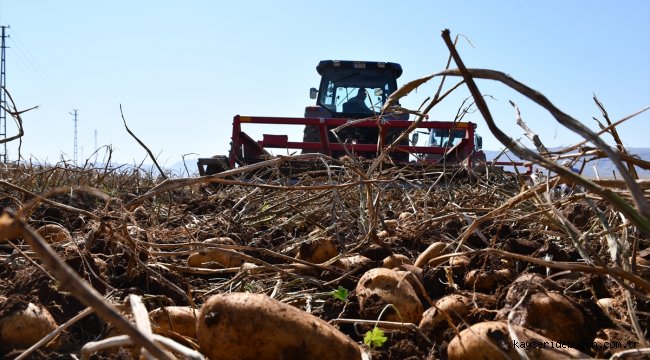 Sivas'ta sertifikalı tohumluk patates üretim alanları genişliyor