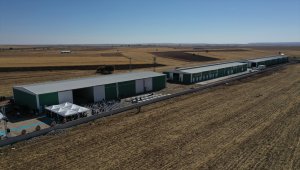 Sivas'ta "Süt Sığırcılığı Eğitim Çiftliği" yıllık 6 ton karkas et üretecek