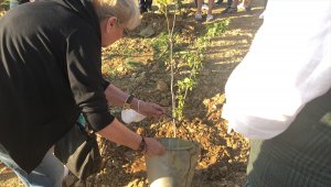Sonsuz Şükran Köyü'nde Attila İlhan'ın anısına çınar fidanı dikildi