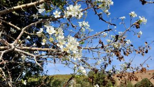Sorgun'da armut ağacı ekim ayında çiçek açtı