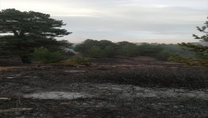 Suşehri'nde örtü yangını 