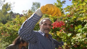 Tescilli "Bünyan gilaburusu"nda hasat başladı 