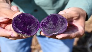 Tescilli mor patates "ilkmor"un sofralara yolculuğu başladı