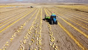 Tomarza'da çerezlik kabak çekirdeği hasadı başladı
