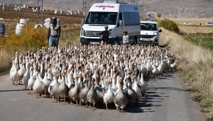 Tutkuya dönüşen doğa ve hayvan sevgisi 40 yıl sonra köyüne kaz çiftliği kurdurdu 