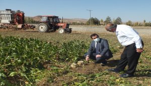Ulaş'ta şeker pancarı hasadına başlandı 