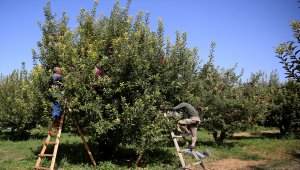 Yahyalı elması çiftçinin yüzünü güldürdü