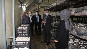 Yalıhüyük'e 2 mantar serası daha kuruluyor