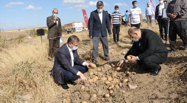 Yozgat'ta yerli patates hasadı yapıldı

