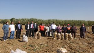 Zara'da patates hasadı başladı