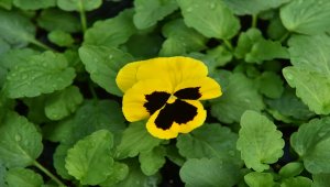 Ankara Büyükşehir Belediyesi "prestij parkları" hercai menekşelerle süsleyecek