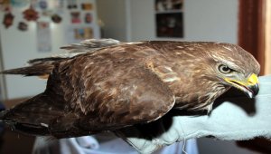 Ankara'da yaralı bulunan kızıl şahin tedavi altına alındı 