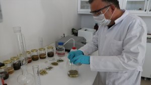 Aromatik bitki yağlarının etken maddesinden takviye edici gıda üretildi 