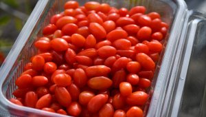 Ata ocağı köyde goji berry yetiştiren profesör çiftçilere örnek oluyor