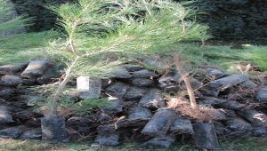 Beypazarı'nda 10 bin fidan dağıtıldı