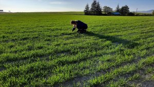 Beypazarı'nda tarlalarda ürün gelişimlerine ilişkin kontrol