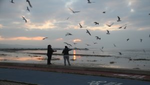 Beyşehir Gölü kıyıları martıların akınına uğradı
