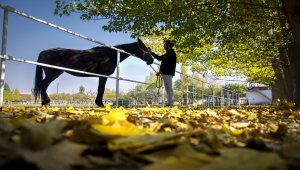 Bozkırın ortasında şampiyonlar yetiştiren haralar ziyaretçilerine at sevgisini aşılıyor