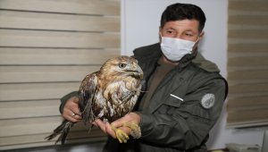 Çubuk'ta baraja düşen yaralı şahin kurtarıldı