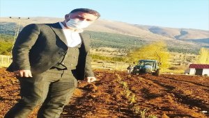 Derbent lavanta kokacak