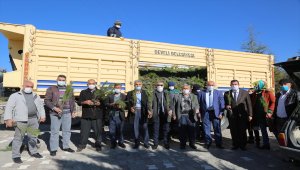 Develi'de 50 bin çam fidanı dağıtıldı