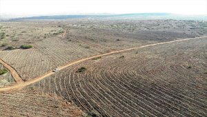 Eskişehir ve Afyonkarahisar'da 119 bin fidan toprakla buluşturulacak