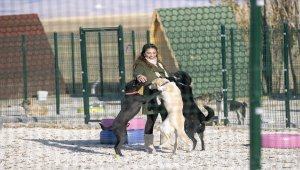 Gönüllüler başkentte köpek barınağı oluşturdu