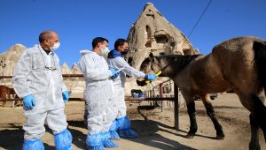 "Güzel atlar ülkesi" Kapadokya'nın atlarına mikroçip takılıyor