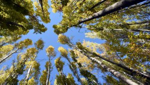 Ihlara Vadisi'ndeki sonbahar renkleri ziyaretçilerini hayran bırakıyor
