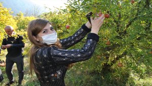 İstanbullu gençler Sarıcakaya'da "nar hasadı" yaptı 