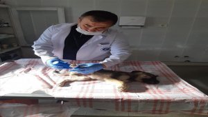 Kahramankazan'da yaralı bulunan köpek yavrusu tedavi edildi