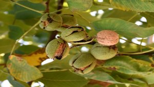 Kaman cevizine coğrafi işaret tescili