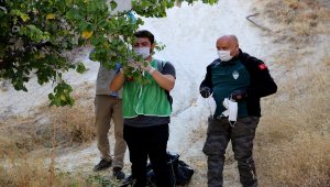 Kapadokya'da çevre temizliği yapan gönüllüler dilek ağaçlarından maske topladı