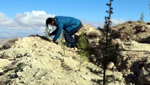 Karadeniz Bölgesi ve Çankırı'da "Milli Ağaçlandırma Günü" etkinliği düzenlendi
