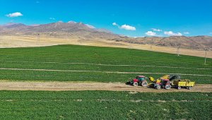 Kayseri, sertifikalı çilek fidesi üretiminde iddialı