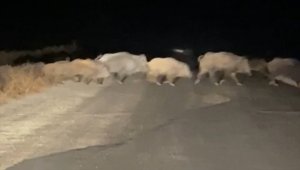 Kırşehir'de köy yolunda domuz sürüsü görüldü