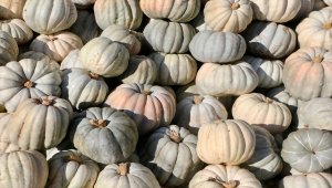 "Kızılinler bal kabağı" sofraları tatlandırıyor