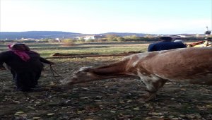 Konya'da üzeri açık kuyuya düşen inek itfaiye ekiplerince kurtarıldı